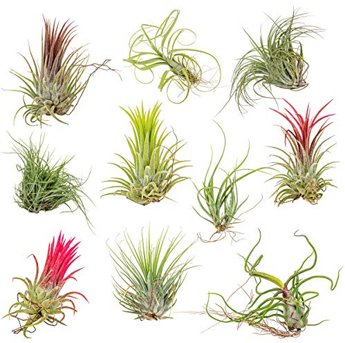 Bloomique - 10er-Mix - Tillandsia - Tillandsien - Luftpflanzen Echt - Sehr Pflegeleicht - Höhe 5-15 cm