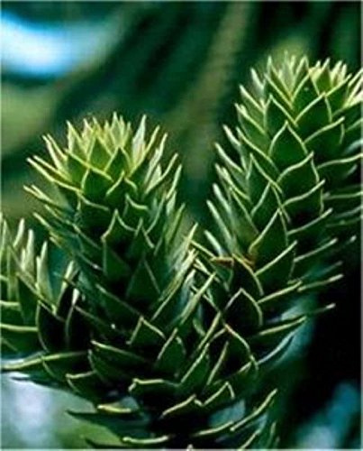 Chilenische Schmucktanne Andentanne 25-30cm - Araucaria araucana - lebende Gartenpflanze aus den Baumschulen