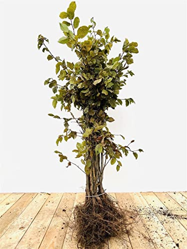 Carpinus betulus Hainbuche Heckenpflanze wurzelware, winterhart, deutsche Baumschulqualität, kräftige Pflanzen, schnittverträglich, pflegeleicht