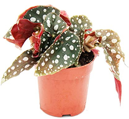 Polka-Dot Begonie - Mini - Forellenbegonie - Begonia maculata wightii - 7cm