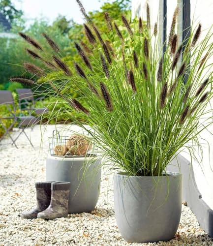 BALDUR Garten 1x Schwarzes Lampenputzergras, Pflanze im 9x9 cm-Topf, Ziergras, winterharte Staude, trockenresistent, mehrjährig, blühend, Pennisetum alopecuroides var. viridescens, Federborstengras