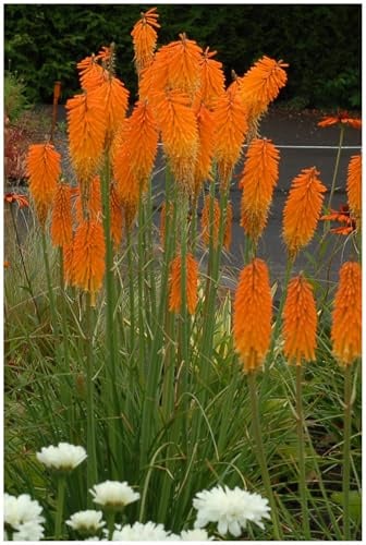 Stauden Gänge 1 x Kniphofia ‘Mango Popsicle’ (Winterhart/Staude/Dauerblüher/Bienenfreundlich/Mehrjährig) Fackellilie Orange - Sonnengeküsste Blüten für fruchtige Sommermomente