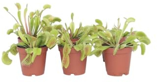 Plant in a Box - Dionaea Muscipula - Venusfliegenfalle - Set von 6 - Fleischfressende Pflanze - Zimmerpflanze - Topf 5,5 cm - Höhe 5-10 cm