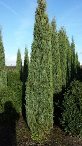 blauer Raketen Wacholder Juniperus scopulorum Blue Arrow 50-60 cm hoch im 4 Liter Pflanzcontainer