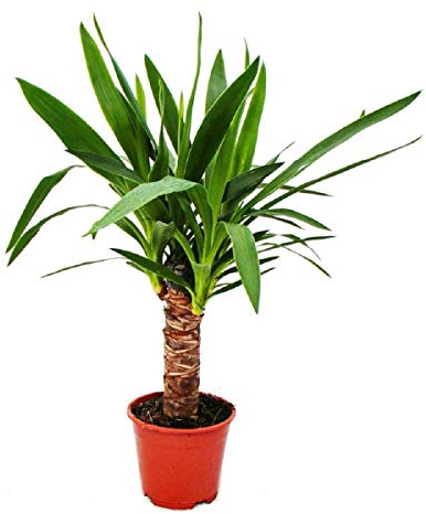 Exotenherz - Palmlilie - Yucca palme - 1 Pflanze - pflegeleicht - luftreinigend - 12cm Topf