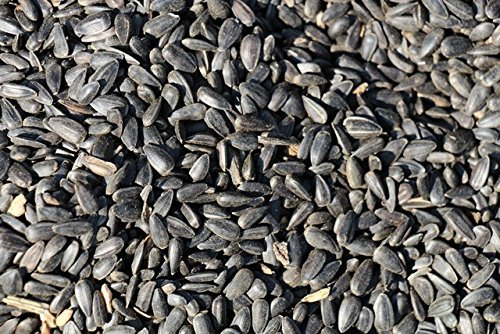 FutterXL 25kg Schwarze Sonnenblumenkerne