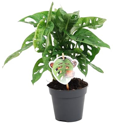 Monstera obliqua Monkey Leaf 30-40 cm - MONSTERA MONKEY MASK - Fensterblatt - Affenmaske - Monstera Zimmerpflanze bessere Raumluft