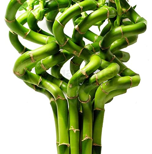 30cm Lucky Bamboo - 10 Spiralstiele- Innenpflanzen Topfgarten Fensterbrettschüssel