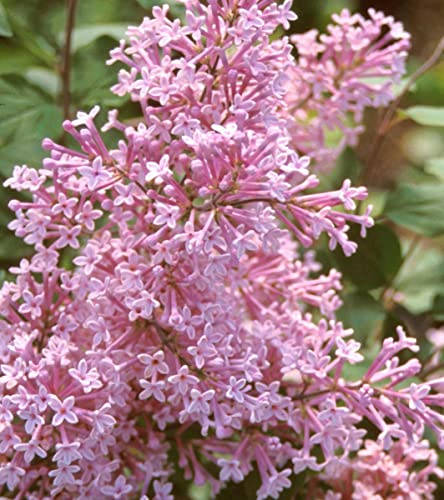 Wildflieder 'Josée' - Syringa 'Josée' - 40-60 cm Topf - Duftender Zierstrauch