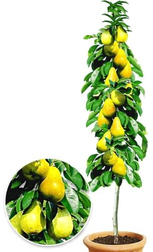 BALDUR Garten 1x Säulen-Birne 'Doyenné du Comice', Pflanze wurzelballiert, Pyrus communis, Birnbaum, winterhart, platzsparende Säule für kleine Gärten, Balkone & Terrassen, blühend
