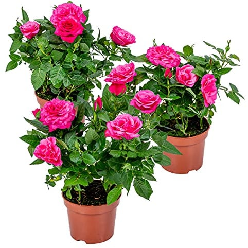 Bloomique - 3er-Set - Topfrosen Rosa - Für drinnen und draußen geeignet - Zimmerpflanzen - Gartenpflanzen - Terrassenpflanzen - Winterhart - Höhe 20-30 cm - Topf 12 cm