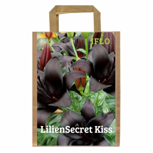 IFLO® Lilien Zwiebeln Secret Kiss Baumlilien Mix winterharte Blumenzwiebeln duftend für Garten & Beet, 5 Stück in Geschenkverpackung