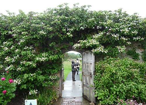 Kletterhortensie 60-70 cm – Hydrangea petiolaris – Winterharte Kletterpflanze für Schatten & Halbschatten – Blühende Kletter-Hortensie für Wand, Zaun & Pergola