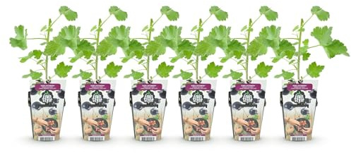 Jostabeere Ribes Jostabes winterhart 6 Pflanzen Ø9cm Höhe 30cm – Kreuzung aus Schwarzer Johannisbeere & Stachelbeere für Garten & Balkon