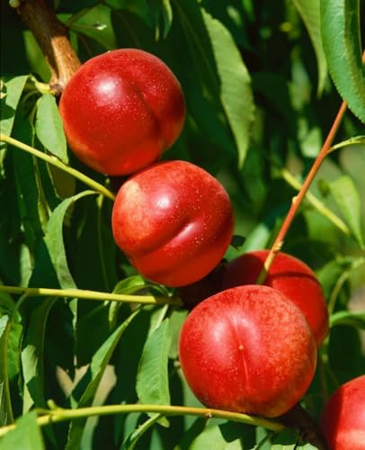 Prunus nucipersica 'Fantasia' 150–200 cm – Winterhart & Mehrjährig – Nektarine – Obstbaum für Garten & Obstgarten