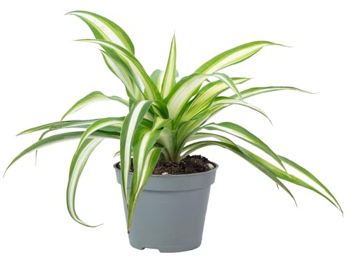 Grünlilie - pflegeleichte Zimmerpflanze, Chlorophytum Comosum Variegata - Höhe ca. 15 cm, Topf-Ø 6 cm