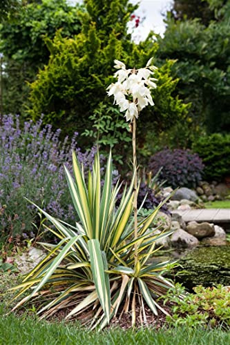 Yucca filamentosa 11x11 cm Topf – Winterhart, Immergrün, Pflegeleicht – Palmlilie – Zierpflanze für Steingarten & Kübel