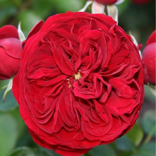 2 x Rose - Rosa 'Rötkäppchen' Topf 25-30 cm - Die Märchenhafte Beetrose in Dunkelrot