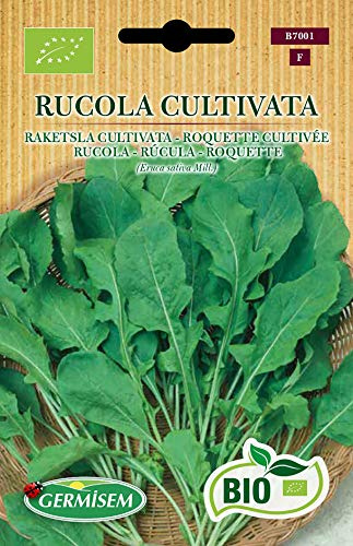 Germisem Rucola RUCOLA CULTIVATA