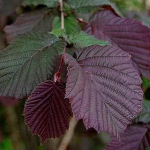 3 x Corylus Maxima 'Purpurea'- Bluthasel 60-80 cm im Container - Ein vielseitiger Haselnussstrauch für Ihren Garten.