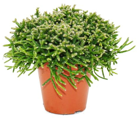 Rhipsalis burchelli - Korallenkaktus - im 12cm Topf - sukkulente Zimmerpflanze
