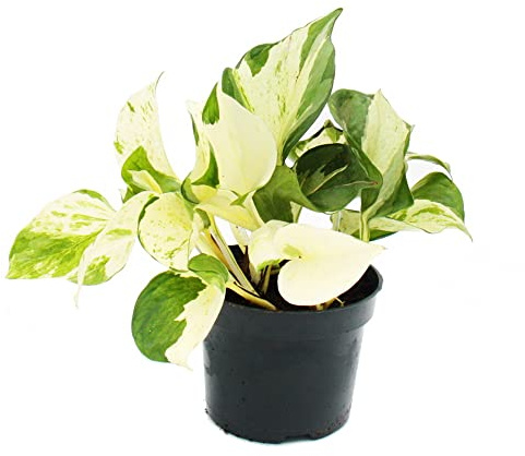 Weiß-bunte Efeutute - Epipremnum Happy Leaf - Scindapsus - 12cm Topf - rankende Zimmerpflanze