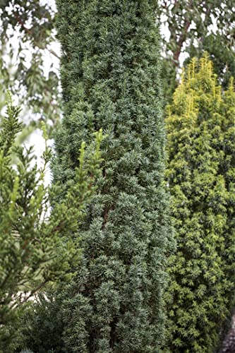 Taxus baccata 'Fastigiata Robusta' 60–70 cm – Immergrün, Winterhart, Pflegeleicht – Säuleneibe – Hecken- und Kübelpflanze für Garten & Sichtschutz