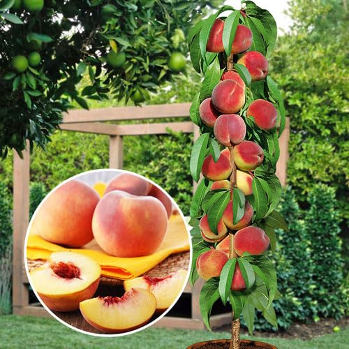 Pfirsichbaum- Säulenobstbäume - 80/90 cm hoch - Ideal für Balkon, Terrasse, Kleiner Garten - Platzsparende Säulen - Geeignet in Töpfen und Freiland - winterhart