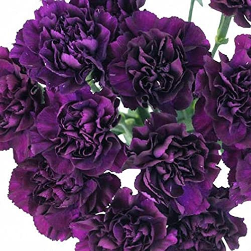 König der schwarzen Nelkensamen Dianthus mehrjährig:Packung mit 100 Stück