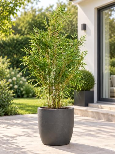 Fargesia robusta ‘Campbell’ 140–200 cm – Winterharter, horstbildender Heckenbambus im 10-Liter-Topf – Immergrüner Zebra-Bambus als Sichtschutz für Garten und Kübel