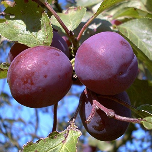 Pflaumenbaum 'Graf Althans' 150 cm Prunus domestica Obstbaum winterhart | Prunus domestica, sonnig bis halbschattig, Blüte im Frühjahr, Ernte Spätsommer bis Herbst, winterhart