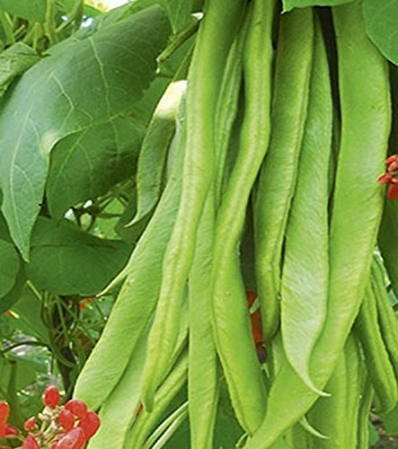 Feuerbohnen Prunkbohne Lady Di 100 g Züchtersamen