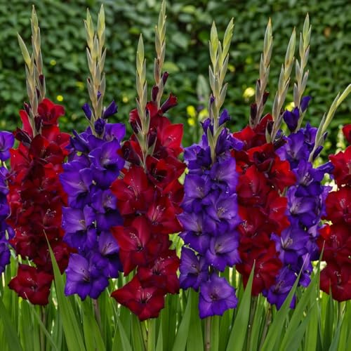 Gladiolen Zwiebeln - Lila & Rot Kollektion - 20 Blumenzwiebeln - Für Garten und Töpfe - Echte Blumen und Pflanzen aus Holland (kein Samen, nicht künstlich)