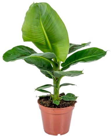Bloomique - Musa Oriental Dwarf - Zierbanane - Zimmerpflanzen - Pflegeleicht - Haustierfreundlich - Höhe 60-70 cm - Topf 17 cm