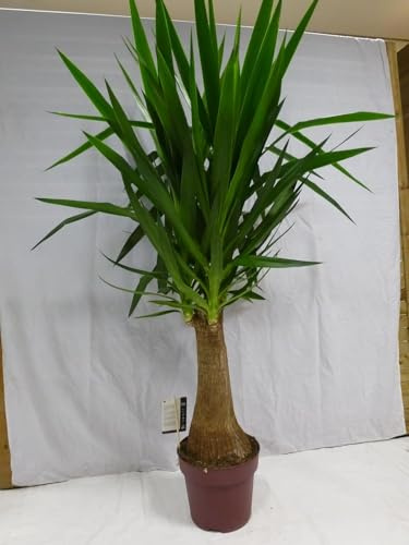 [Palmenlager] XL Yucca elephantipes Maya 150 cm - dicker XXL-Stamm - Yucca Palme - Zimmerpflanze