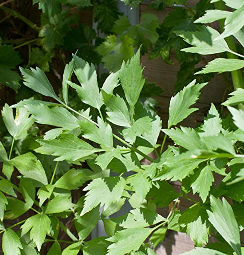 Liebstöckel Maggikraut - Levisticum officinale - lebende Gartenpflanze aus den Baumschulen