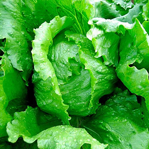 Eissalat - Eisbergsalat - Salat Iceberg - Salate - 500 Samen
