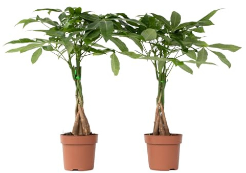 Plant in a Box - Pachira Aquatica - 2er Set - Geldbaumen - Glückskastanie - Zimmerpflanzen - Topf 17cm - Höhe 60-70cm