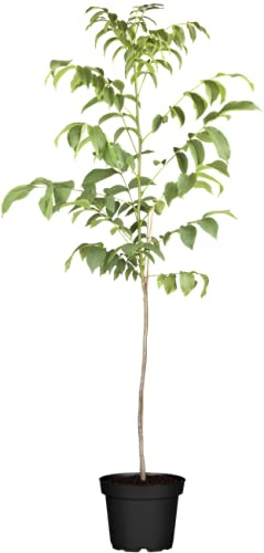 Juglans regia 150–200 cm im Topf – Winterhart, Mehrjährig, Pflegeleicht – Walnussbaum – Obstbaum für Garten & Hausgarten