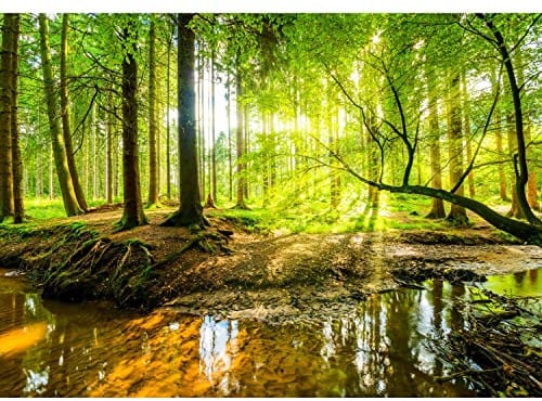 Runa Art Fototapete Wald Bach 352 x 250 cm Vlies Tapeten XXL Moderne Wandtapete Wohnzimmer Schlafzimmer Grün Braun 9141011a
