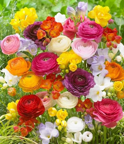 BALDUR Garten 35er Freesien- & Ranunkel-Mix Butterfly Beauty, 35 Zwiebeln Prachtmischung, Blumenzwiebeln, pflegeleicht, Wasserbedarf gering, blühend, Freesia, Ranunculus asiaticus