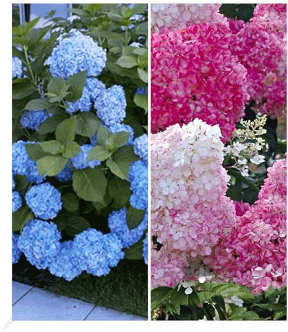 BALDUR Garten 2er Winterhart Hortensien-Sortiment Hydrangea blau und rosa, Pflanzen im 9x9 cm-Topf, Freiland-Hortensie 'Vanille Fraise® und Bauern-Hortensie 'Générale Vicomtesse de Vibraye®', blühend