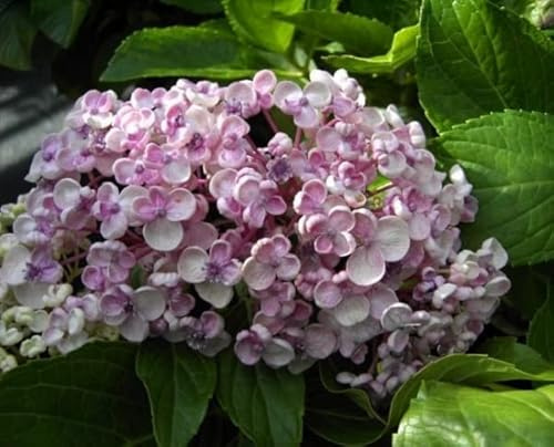 Hydrangea macrophylla Ayesha - Bauernhortensie Ayesha 30-40 cm