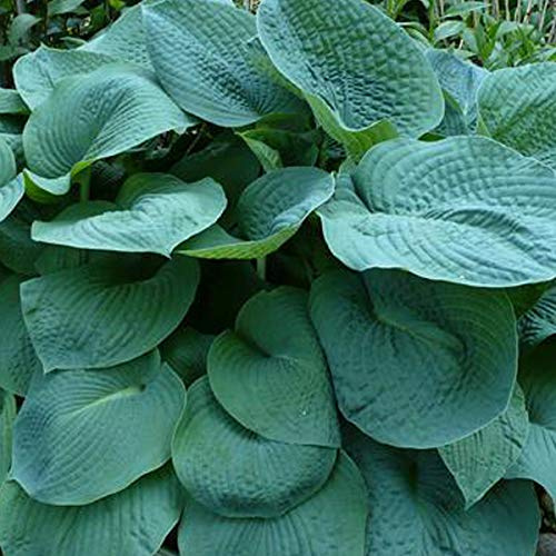 6 x Hosta 'Big Daddy' - Große blaugraue Funkie Big Daddy Topf 9x9cm