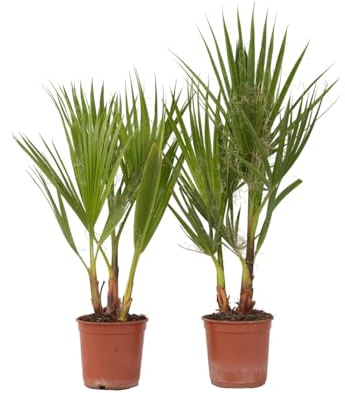 Plant in a Box - Washingtonia Robusta - 2er Set - Mexikanische Fächerpalme - Palmen Winterhart draußen - Topf 15cm - Höhe 50-60cm