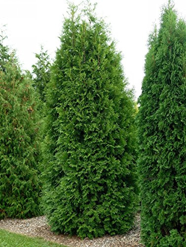 Thuja Brabant Occidentalis - Lebensbaum winterhart & pflegeleicht - Thujen-Hecke als Sichtschutz - Heckenpflanze 125-150 cm - 1 Pflanze im Container von Garten Schlüter - Pflanzen in Top Qualität