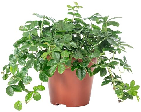 Zimmerwein 'Smit Verona Vein' - pflegeleichte Zimmerpflanze, Parthenocissus striata - Höhe ca. 20 cm, Topf-Ø 10,5 cm