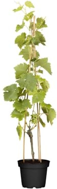 Vitis vinifera 'Lakemont' 80–100 cm – Winterhart, Mehrjährig – Weinrebe – Kletterpflanze für Pergola & Rankhilfe