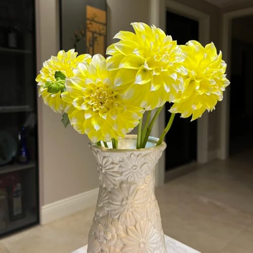 6zwiebeln dahlien - balkonpflanzen, gartendeko für draußen dahlienknollen blumenzwiebel, frühlingsblumen exotische