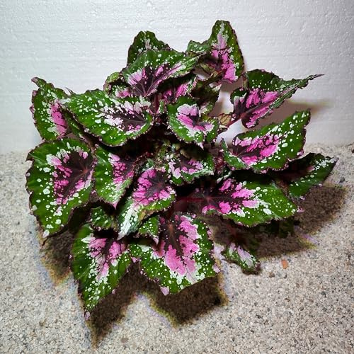 Begonia x rex Alaska Creek , Königsbegonie Begonie - Zimmerpflanze 1 schöne Pflanze im Topf ähnlich dem Bild